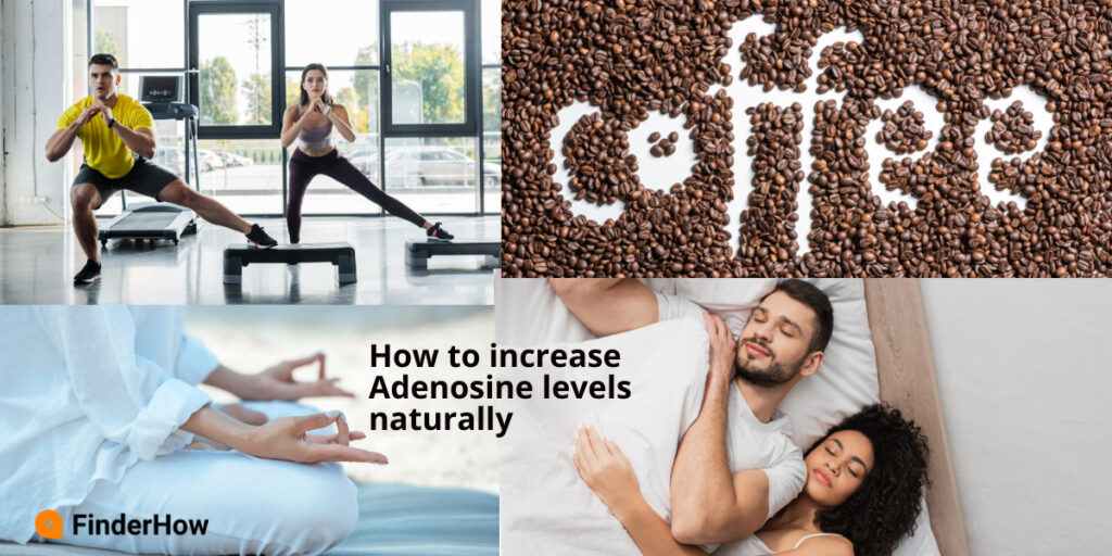 How to increase Adenosine levels naturally finderhow