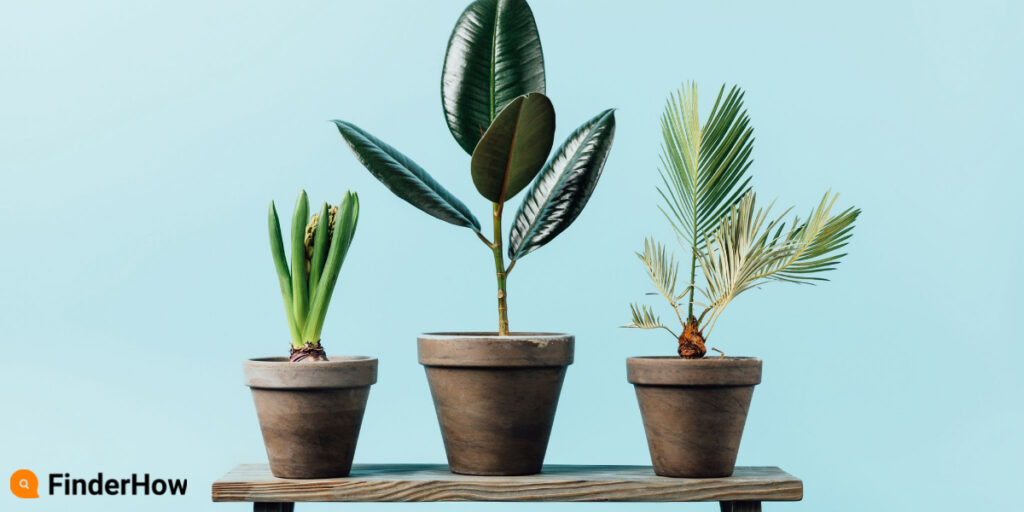 Choose the Right Plants FinderHow