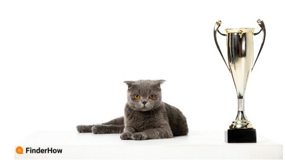cats finderhow
