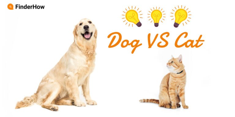 Dog vs cat. Who is smarter