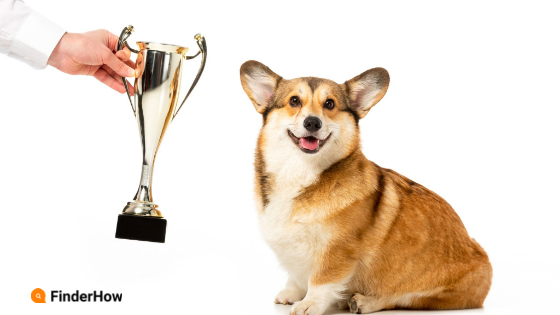 dogs finderhow