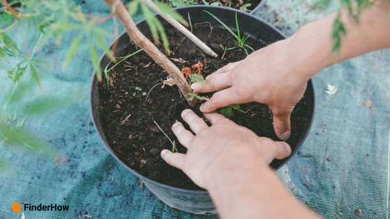 Garden Maintenance