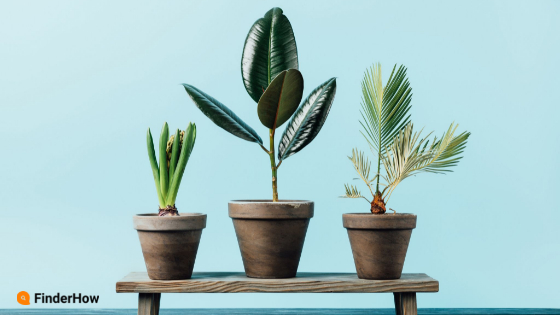 planta selection