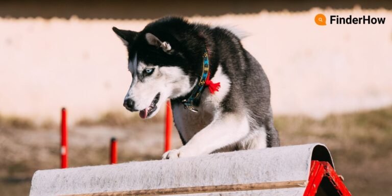 A dog gleefully running backyard petscaping