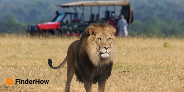 Close-up of a lion with tourists in a safari jeep in the background Post-Pandemic Bucket List Trips