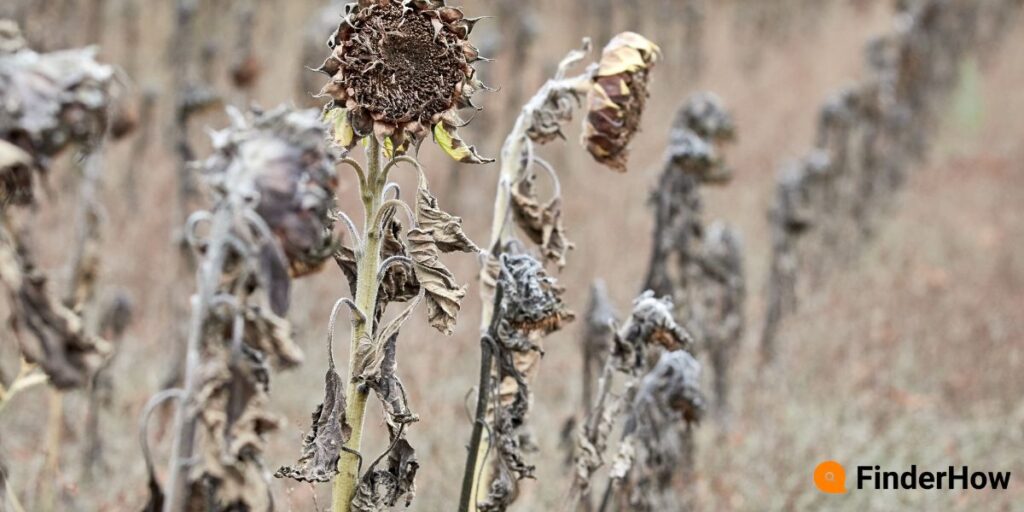 Dry withered crops in a field
