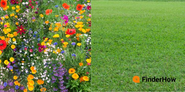 Traditional manicured lawn versus a rewilded yard showcasing biodiversity.