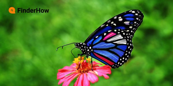 butterfly