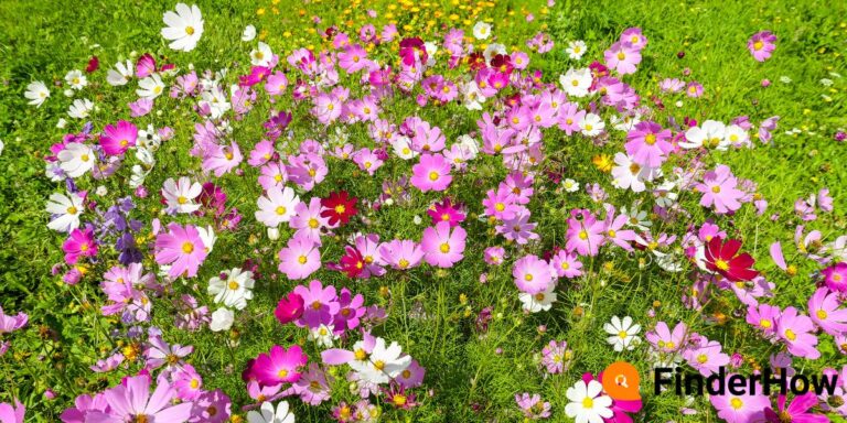 vibrant garden How to Rewild Your Yard